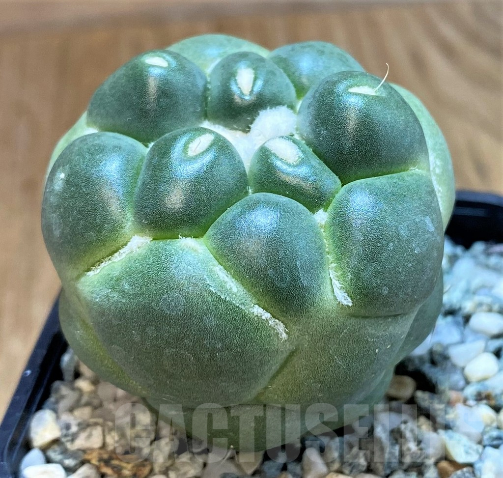 SH9988 Coryphantha elephantidens ‘inermis’ - Зображення 2