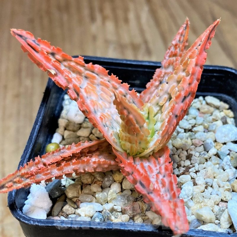 SH10032 Aloe TCT hybrid