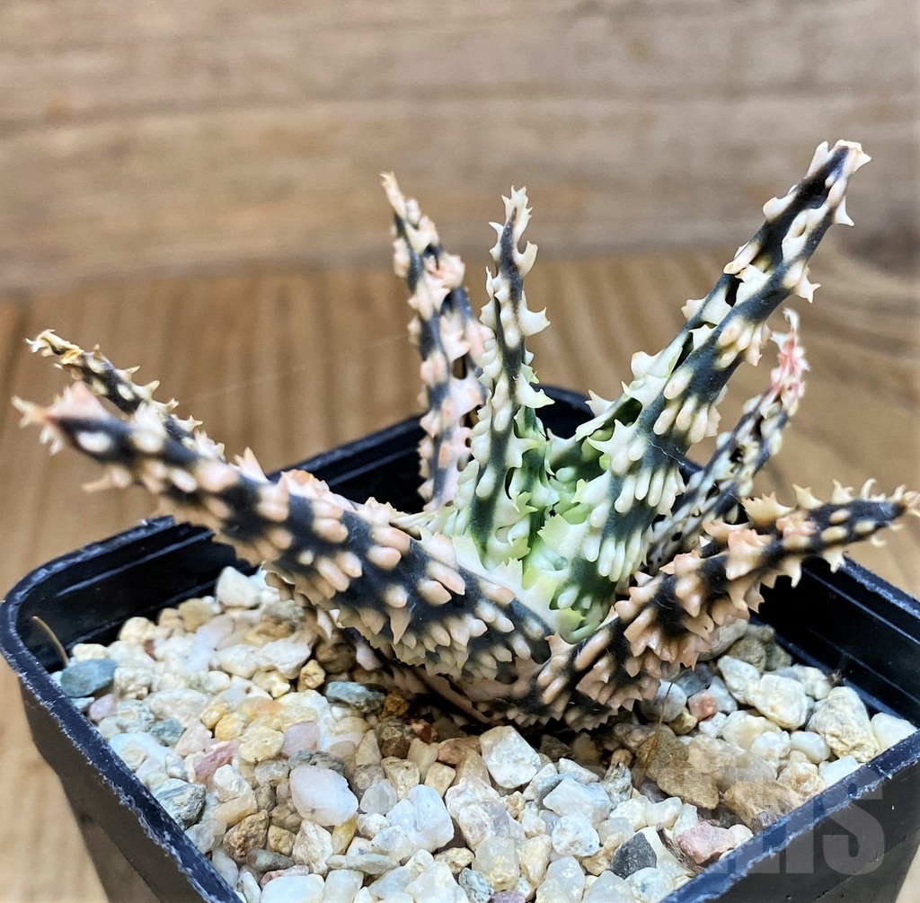 SH10034 Aloe TCT hybrid - Image 2