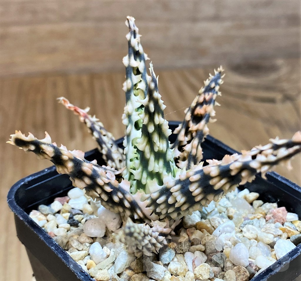 SH10034 Aloe TCT hybrid