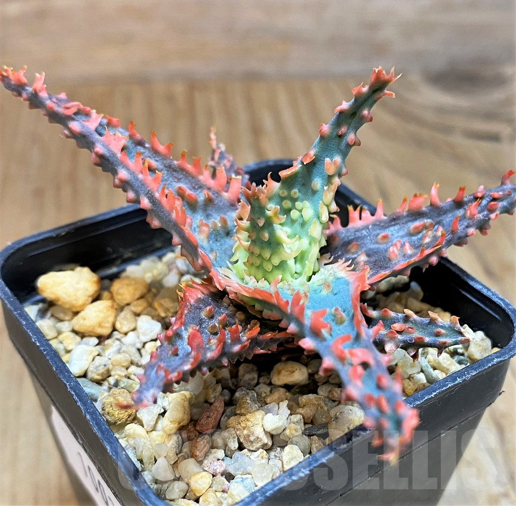 SH10035 Aloe TCT hybrid - Image 2