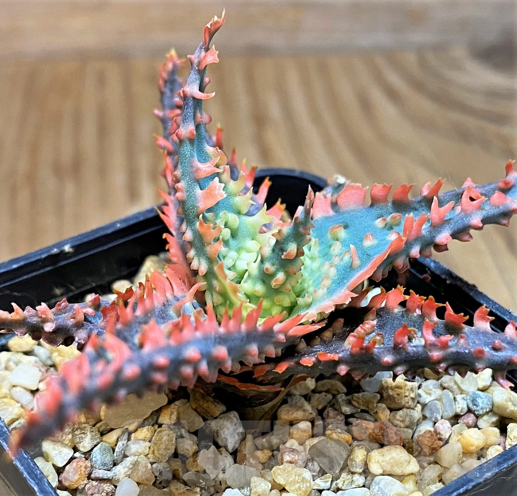 SH10035 Aloe TCT hybrid