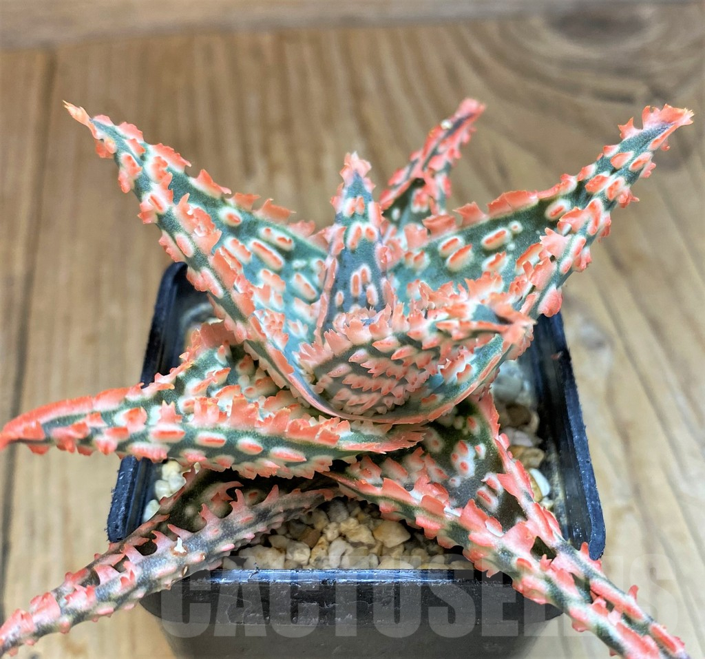 SH10036 Aloe TCT hybrid - Image 2