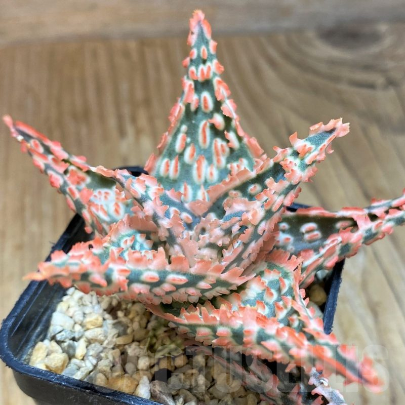 SH10036 Aloe TCT hybrid