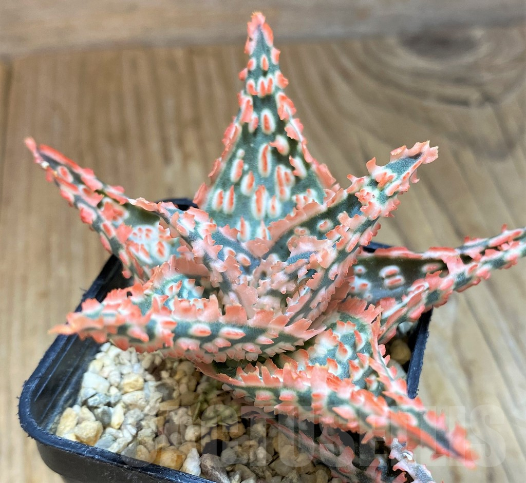 SH10036 Aloe TCT hybrid