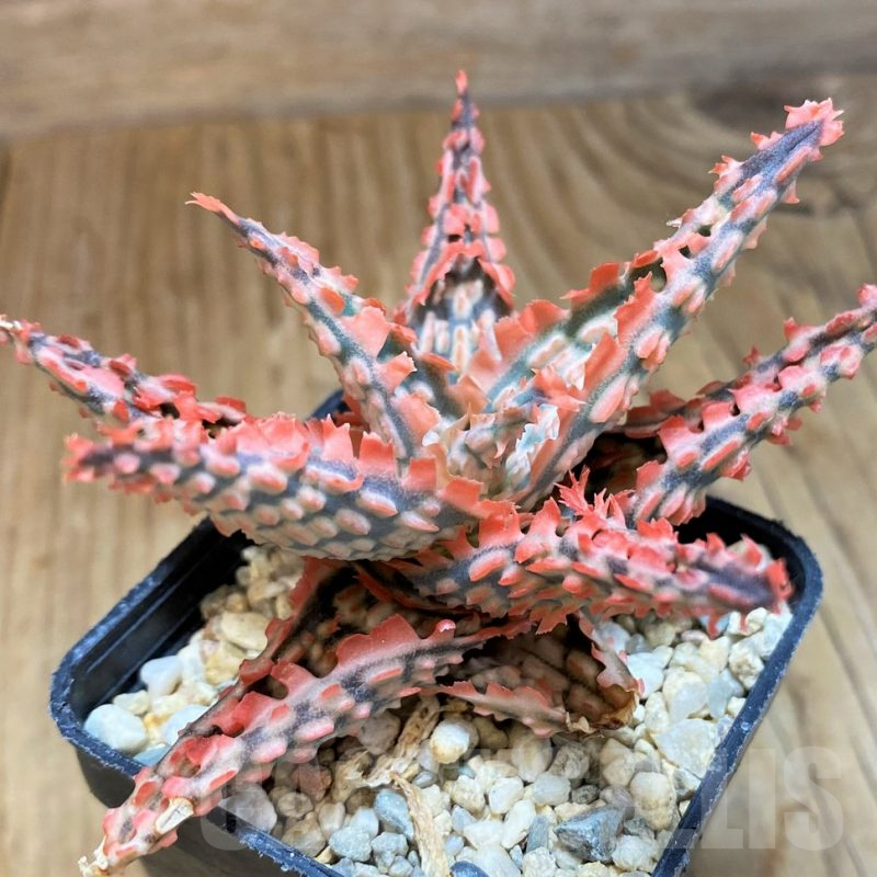 SH10037 Aloe TCT hybrid