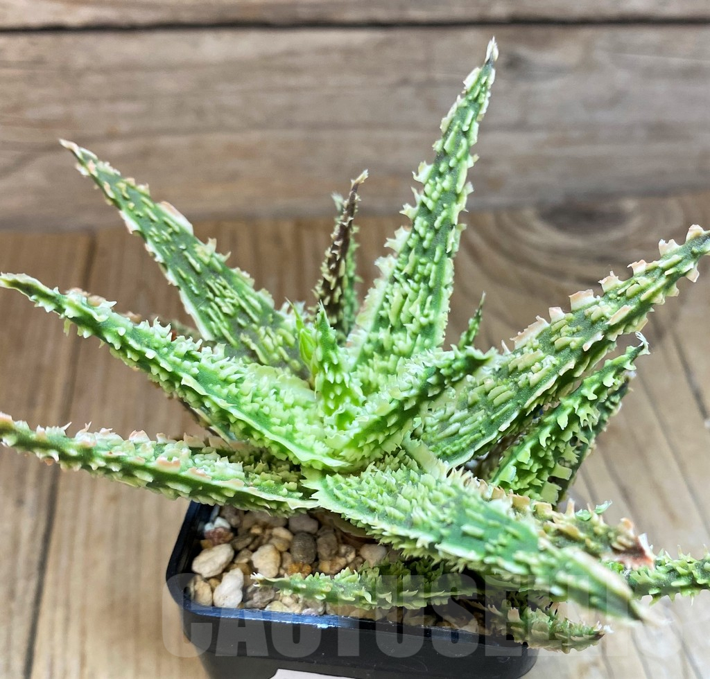 SH10038 Aloe TCT hybrid - Image 2