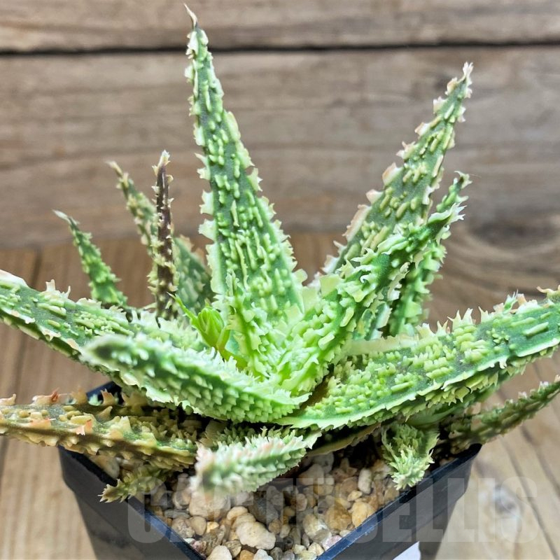 SH10038 Aloe TCT hybrid