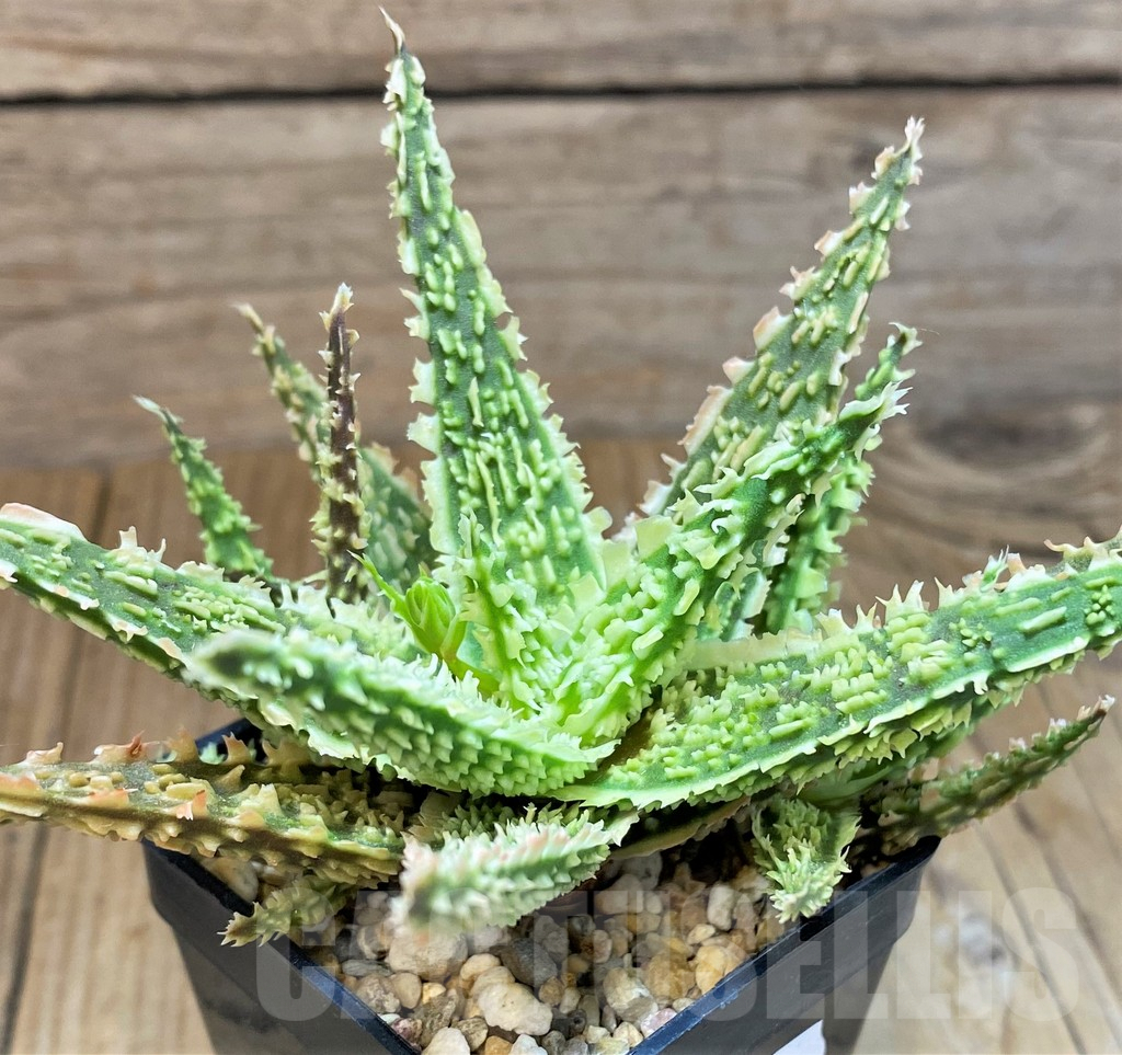 SH10038 Aloe TCT hybrid