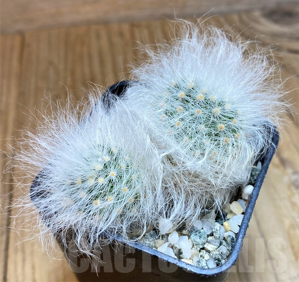 SH9989 Mammillaria guelzowiana LAU 640