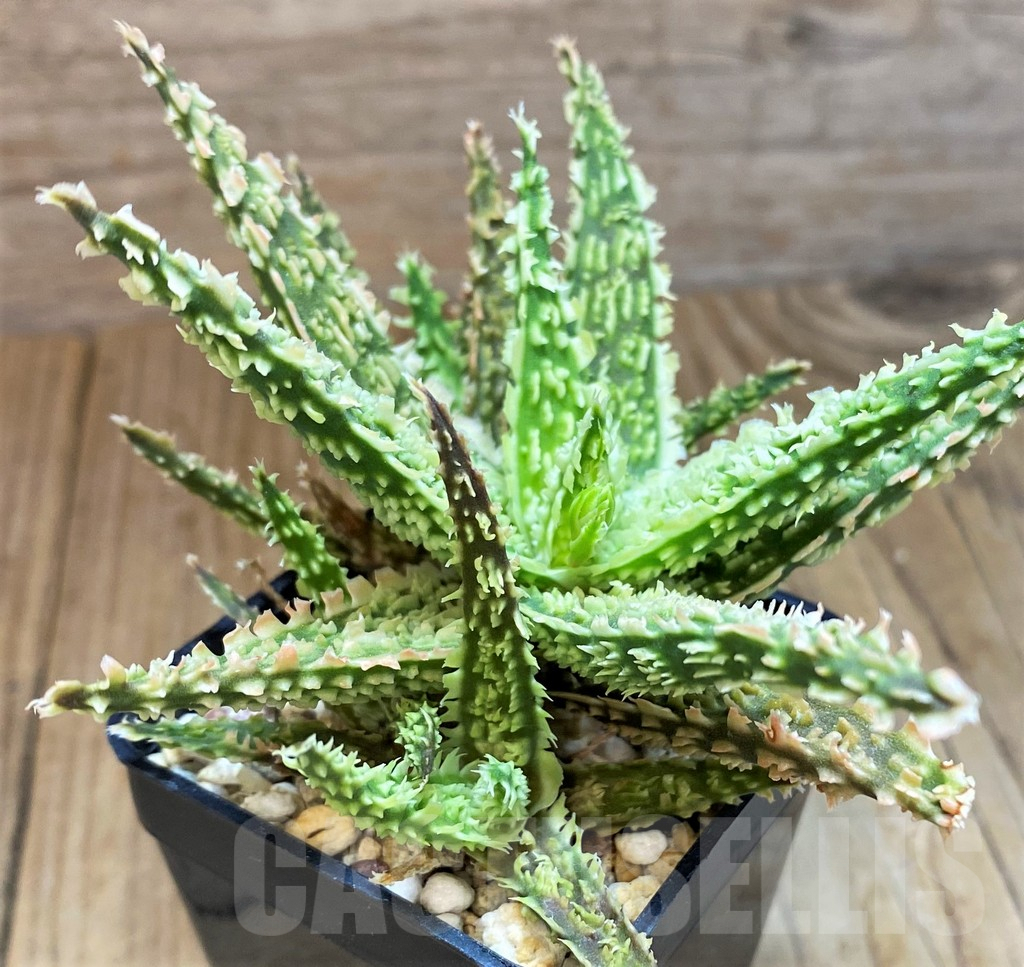 SH10038 Aloe TCT hybrid - Image 3