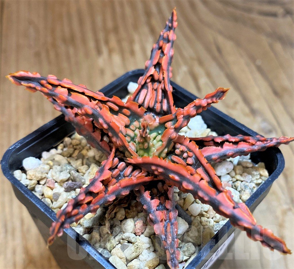 SH10039 Aloe TCT hybrid