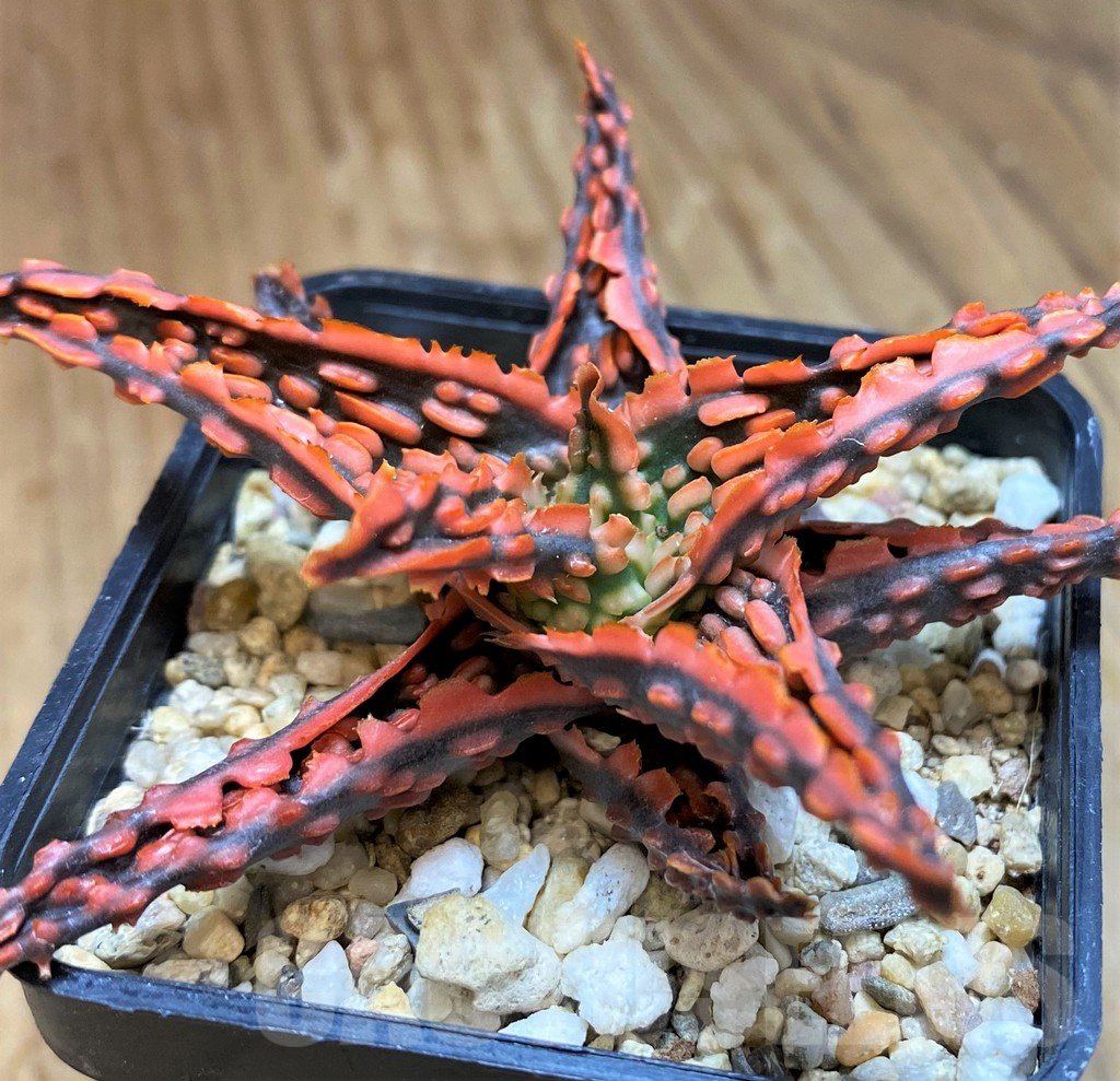 SH10039 Aloe TCT hybrid - Image 2