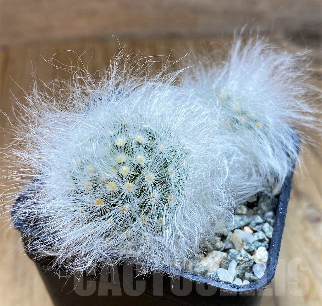 SH9989 Mammillaria guelzowiana LAU 640 - Зображення 2