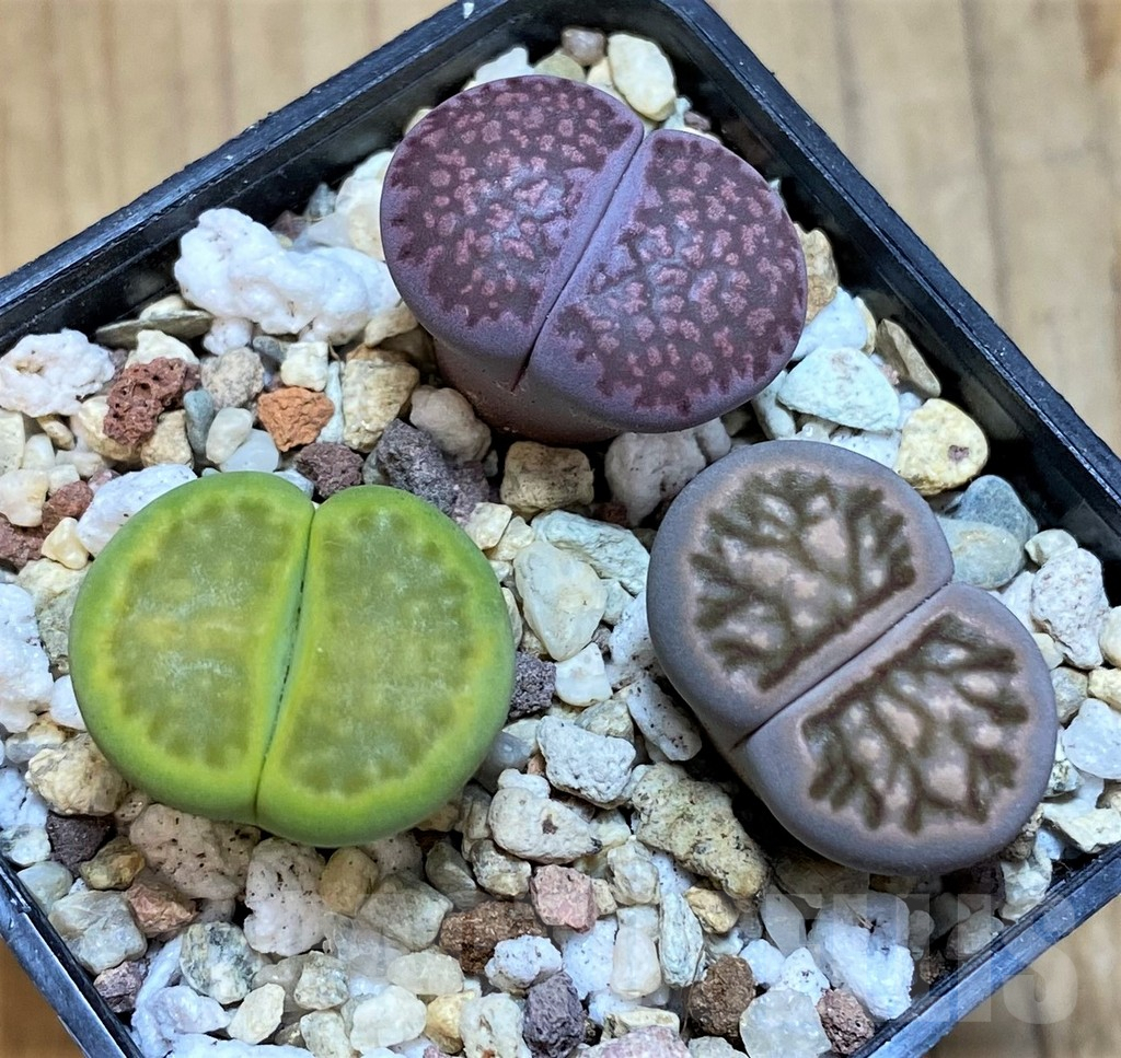 SH10043 Lithops mix