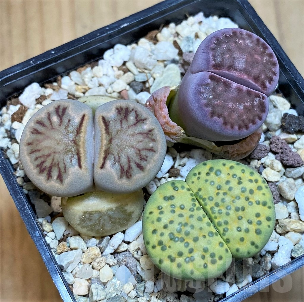 SH10044 Lithops mix