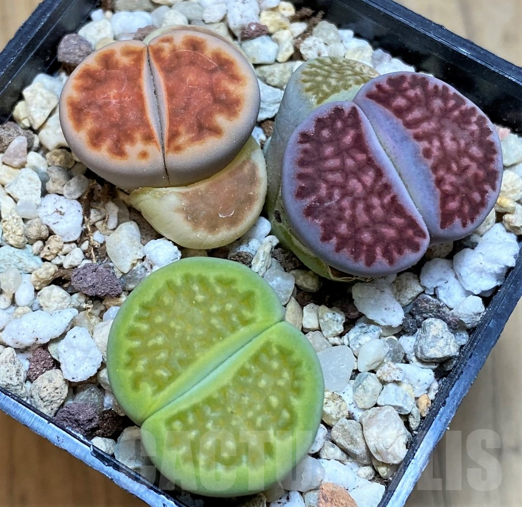 SH10045 Lithops mix