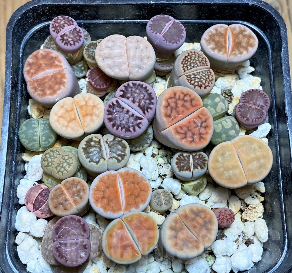 SH10048 Lithops mix