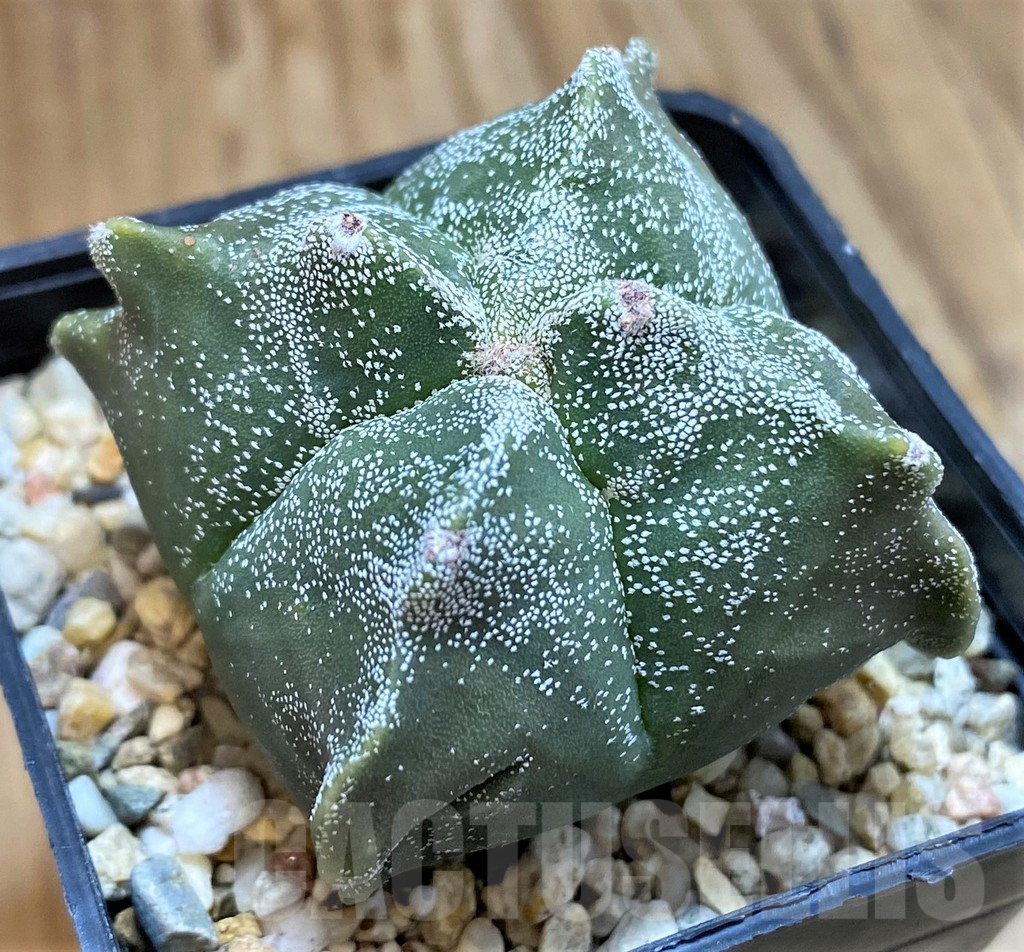 SH9992 Astrophytum asterias ‘Kikko’ - Image 2