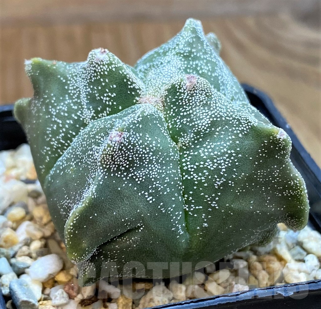 SH9992 Astrophytum asterias ‘Kikko’