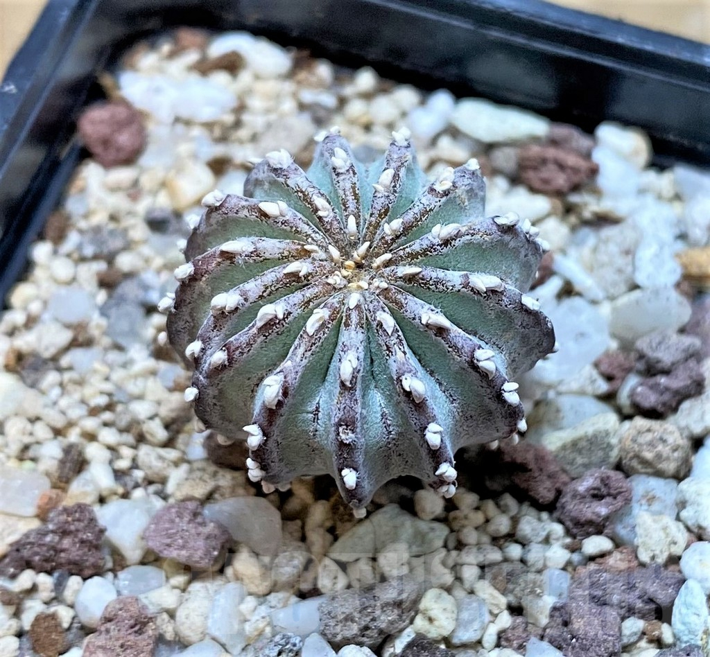 SH9994 Geohintonia neomexicana - 画像 (2)