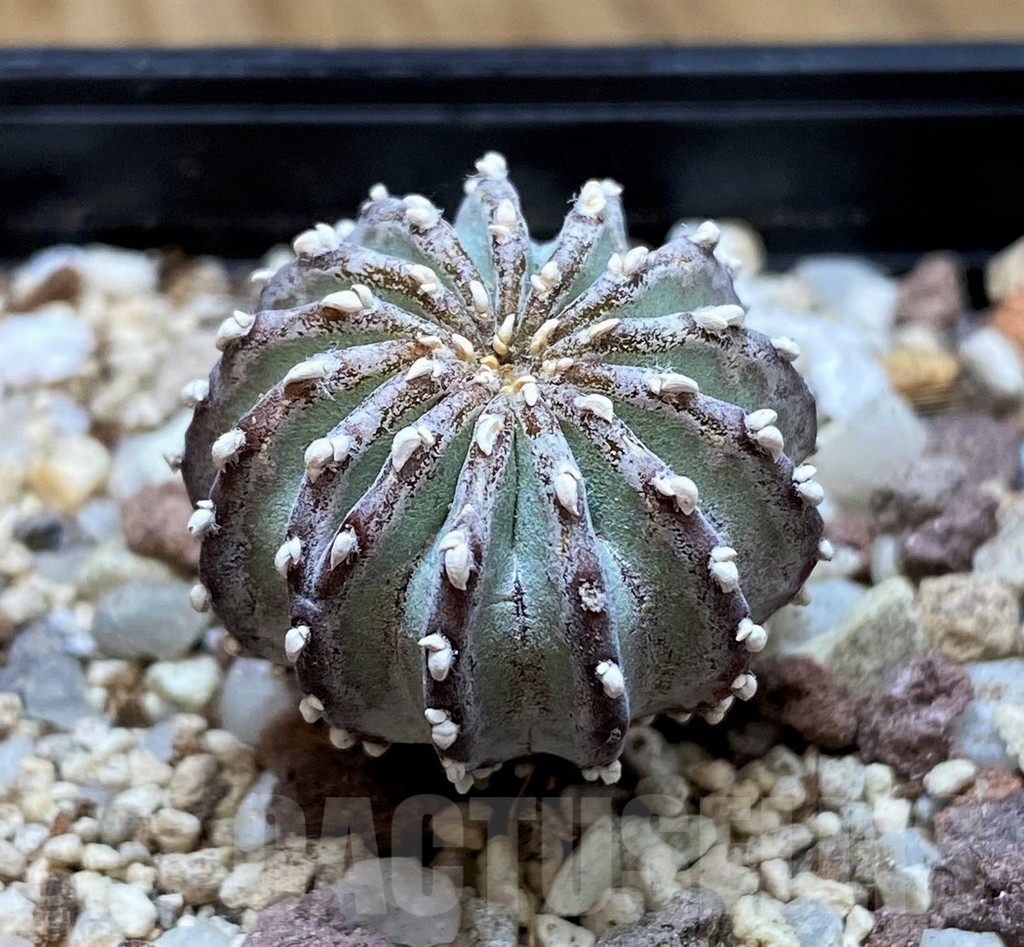 SH9994 Geohintonia neomexicana