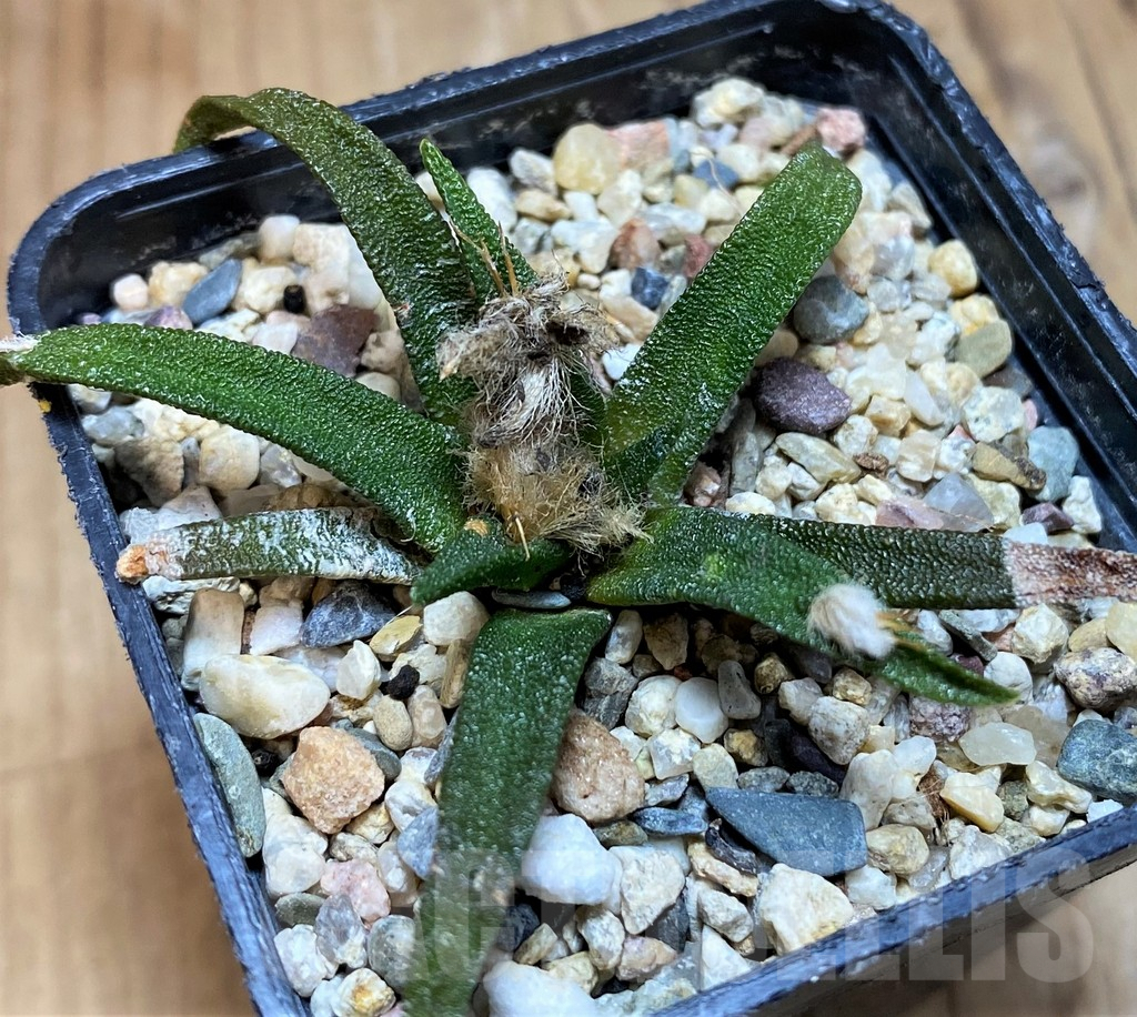 SH9996 Ariocarpus agavoides - 画像 (2)