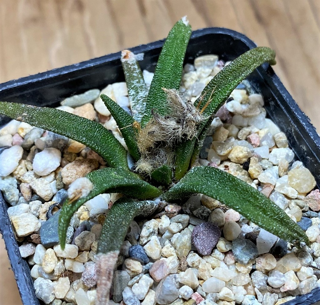 SH9996 Ariocarpus agavoides