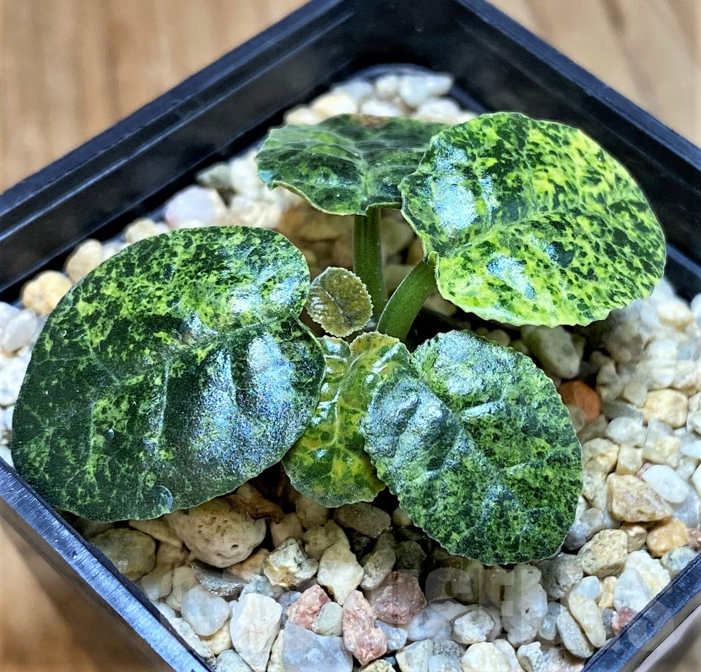 SH9997 Dorstenia foetida f. variegata