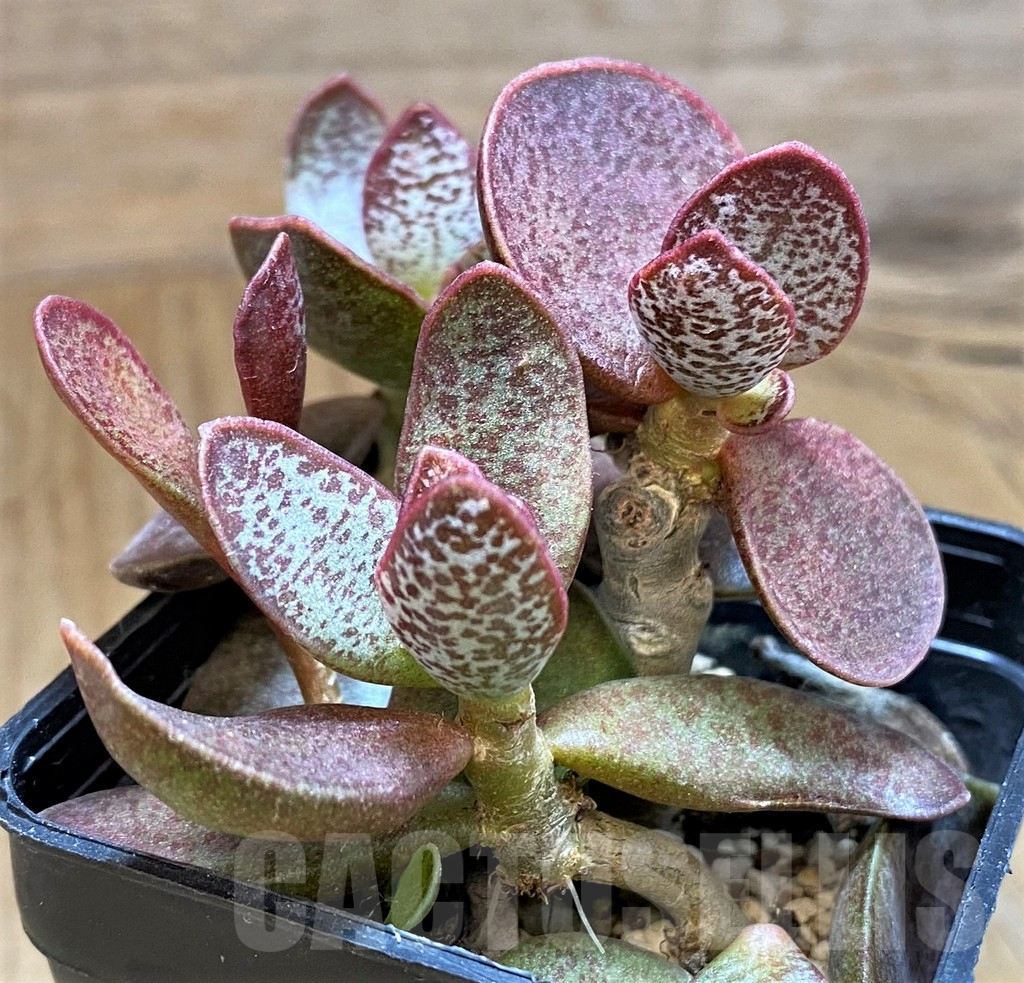 SH9998 Adromischus trigynus