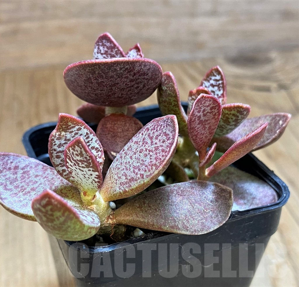 SH9998 Adromischus trigynus - immagine 2