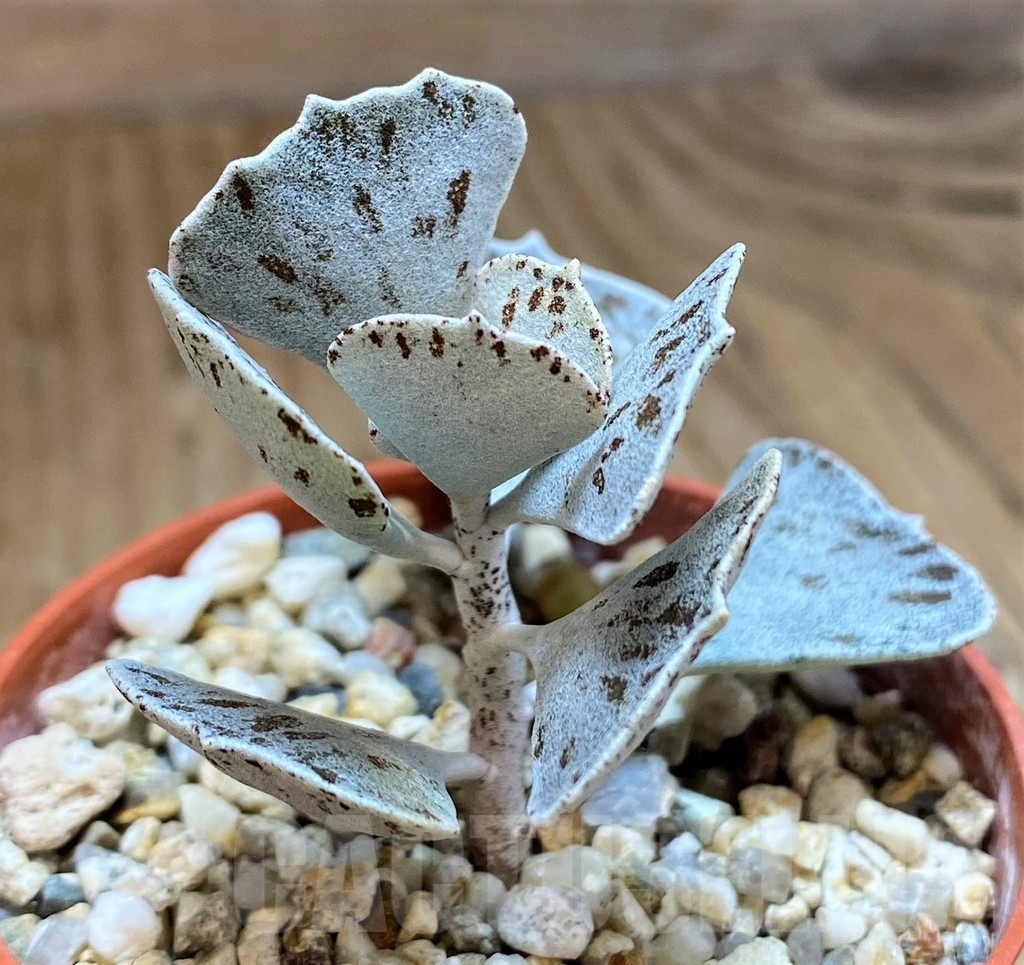SH9999 Kalanchoe rhombopilosa