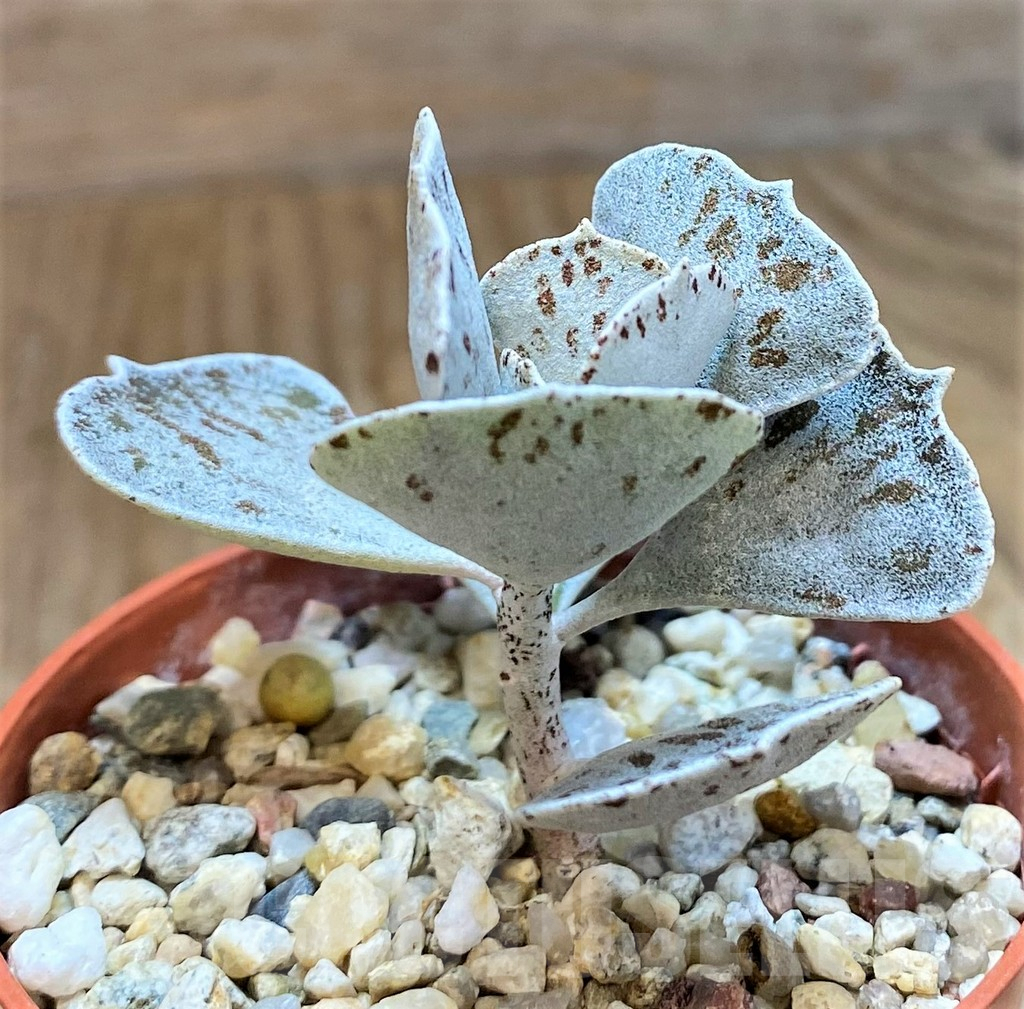 SH9999 Kalanchoe rhombopilosa - immagine 2
