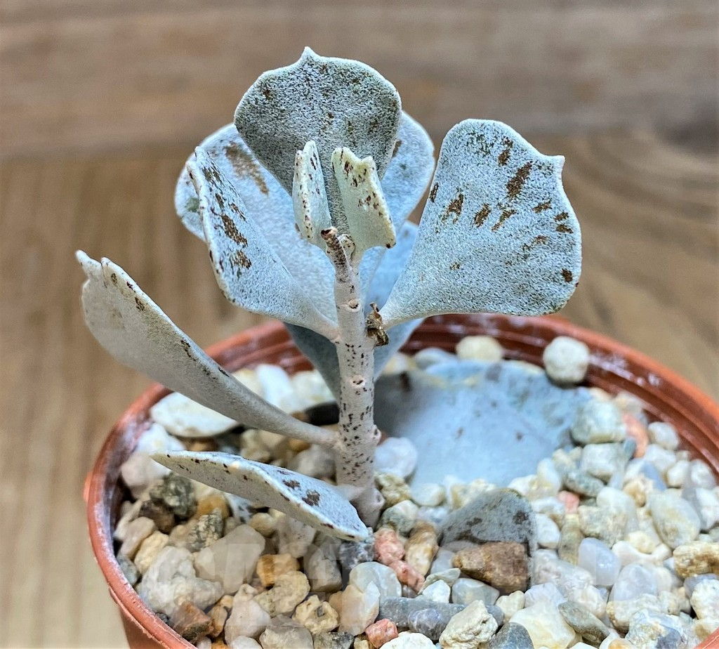 SH10000 Kalanchoe rhombopilosa