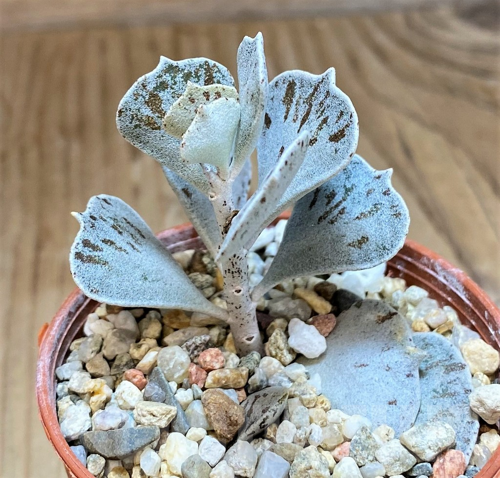 SH10000 Kalanchoe rhombopilosa - immagine 2
