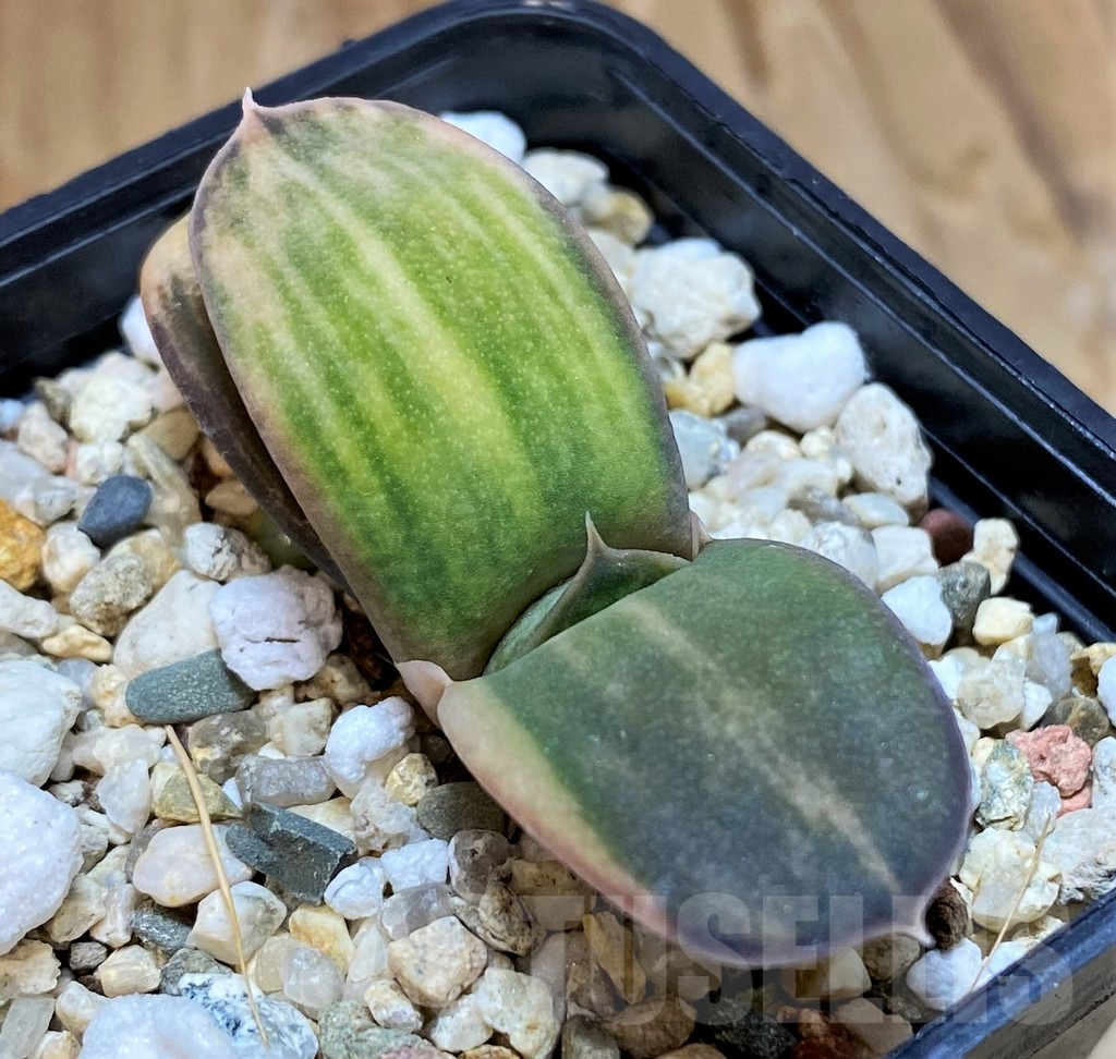 SH10002 Gasteria glomerata f. variegata, seedling