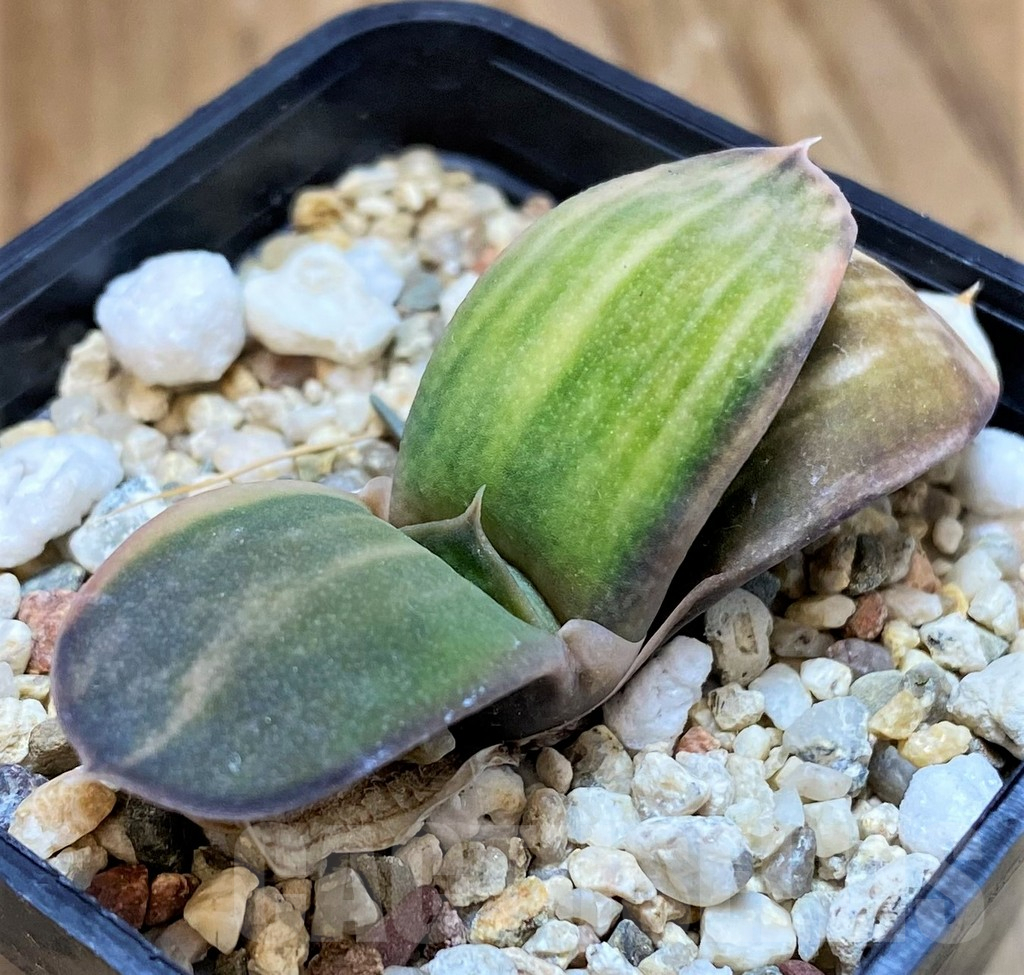 SH10002 Gasteria glomerata f. variegata, seedling - Image 2