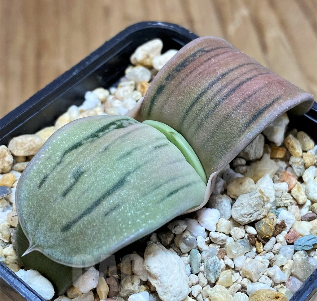 SH10003 Gasteria hybrid -Japan-