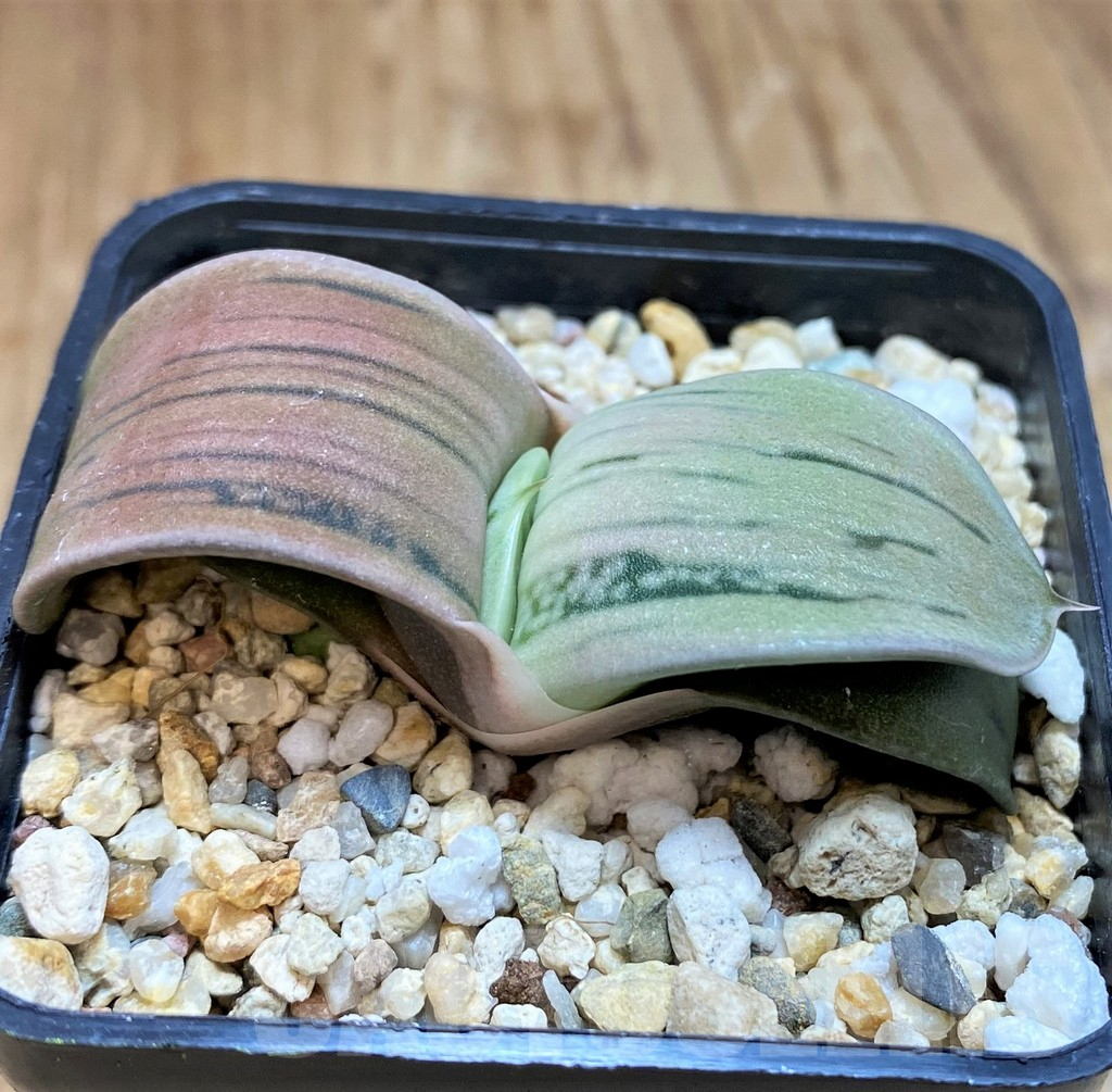 SH10003 Gasteria hybrid -Japan- - Image 2