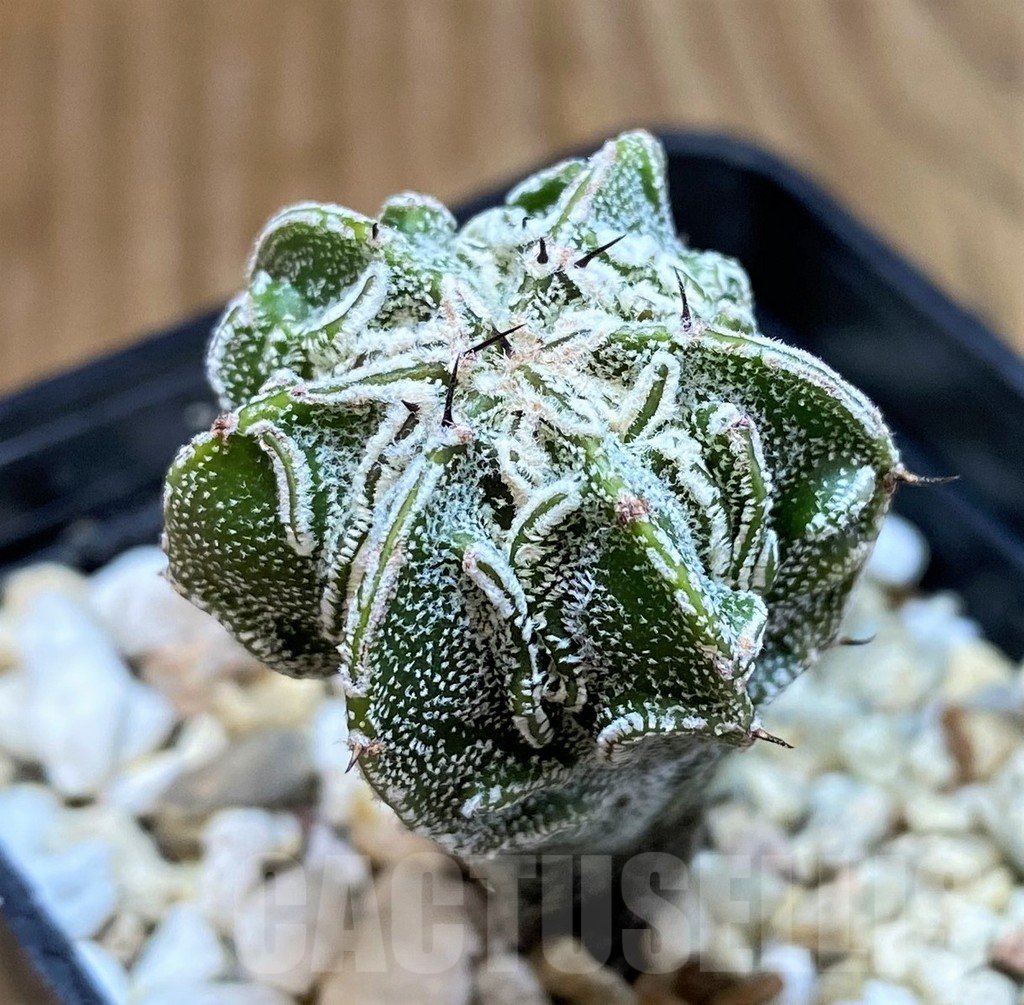 SH9986 Astrophytum ornatum ‘Fukuryu’
