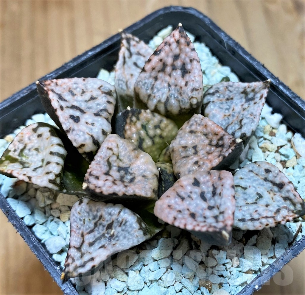 SH10005 Haworthia ‘Pandora’