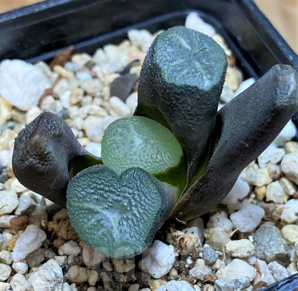 SH10006 Haworthia maughanii -Japan-