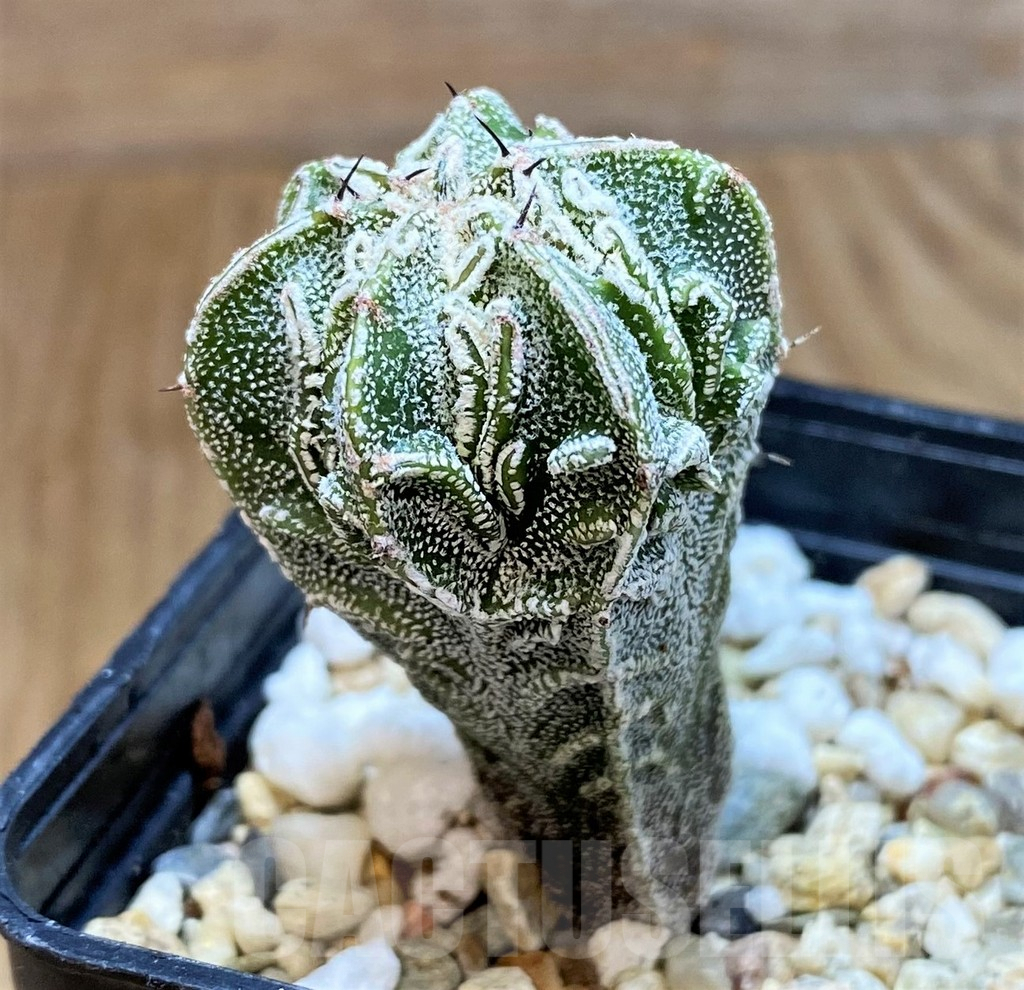 SH9986 Astrophytum ornatum ‘Fukuryu’ - Image 2