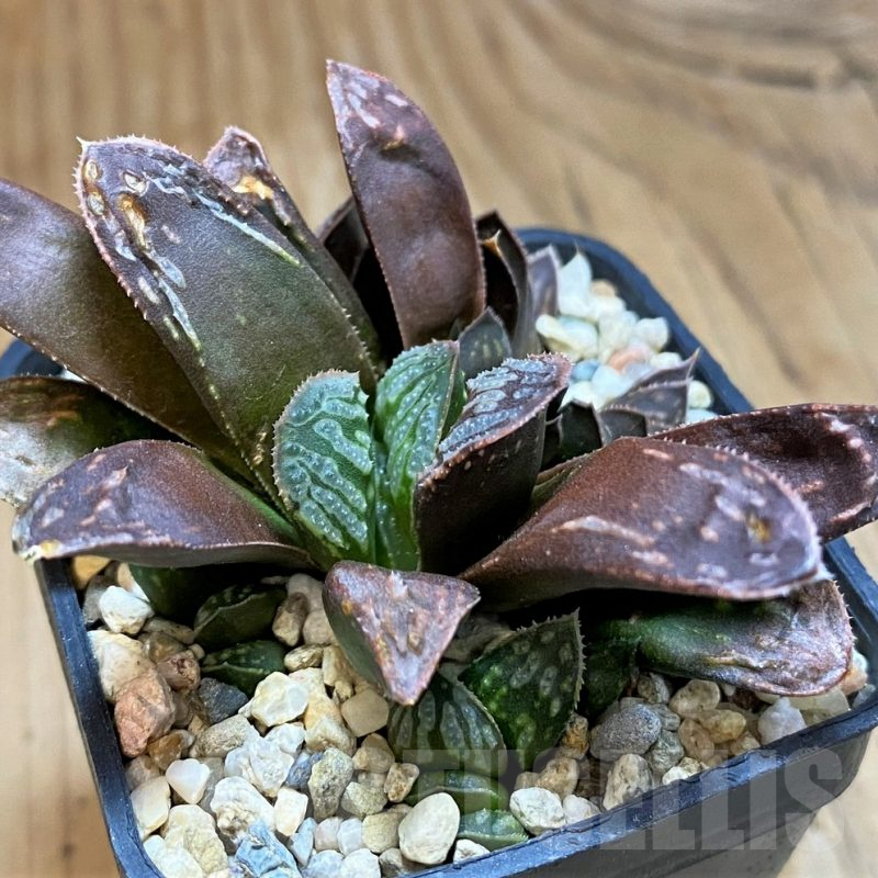 SH10009 Haworthia mutica hybrid