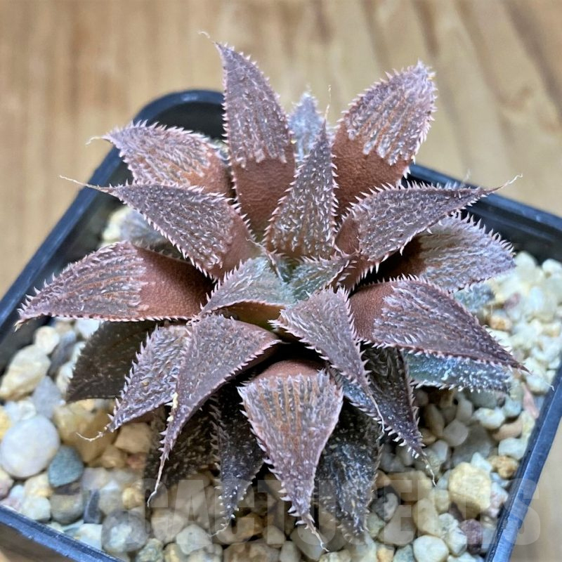 SH10010 Haworthia wimiihybrid -Japan-
