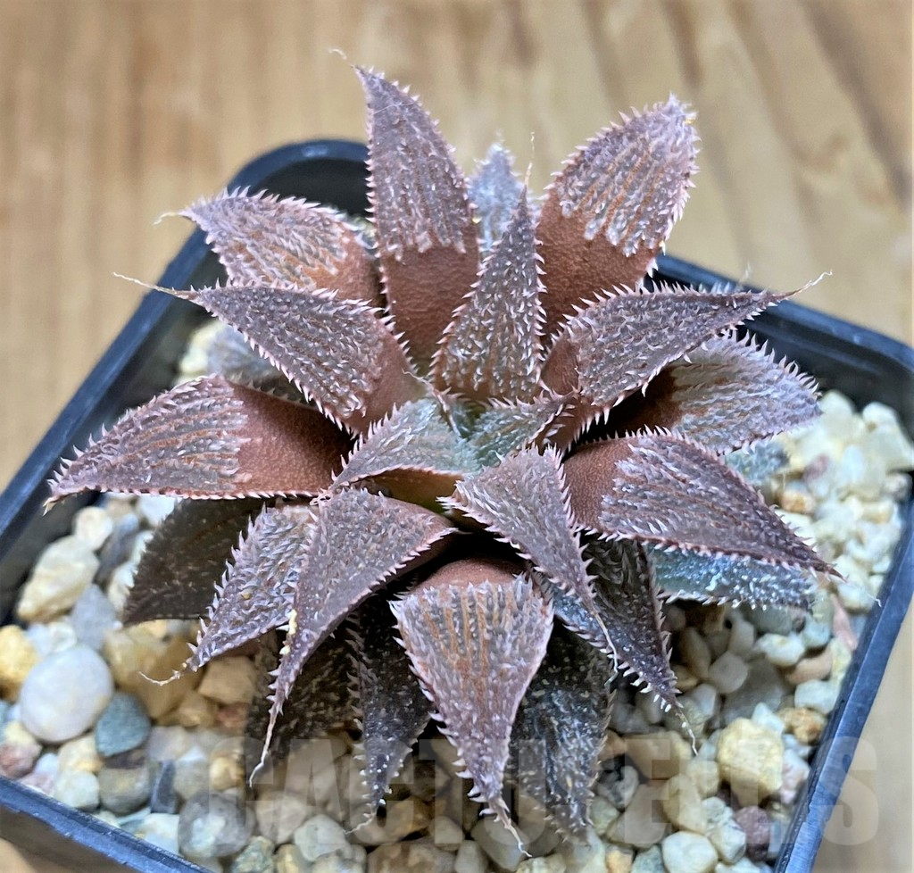 SH10010 Haworthia wimiihybrid -Japan-