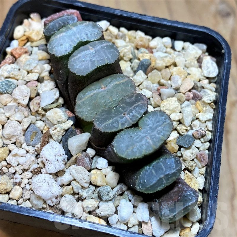 SH10011 Haworthia truncata -Japan-, seedling
