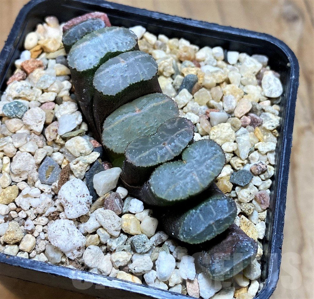 SH10011 Haworthia truncata -Japan-, seedling