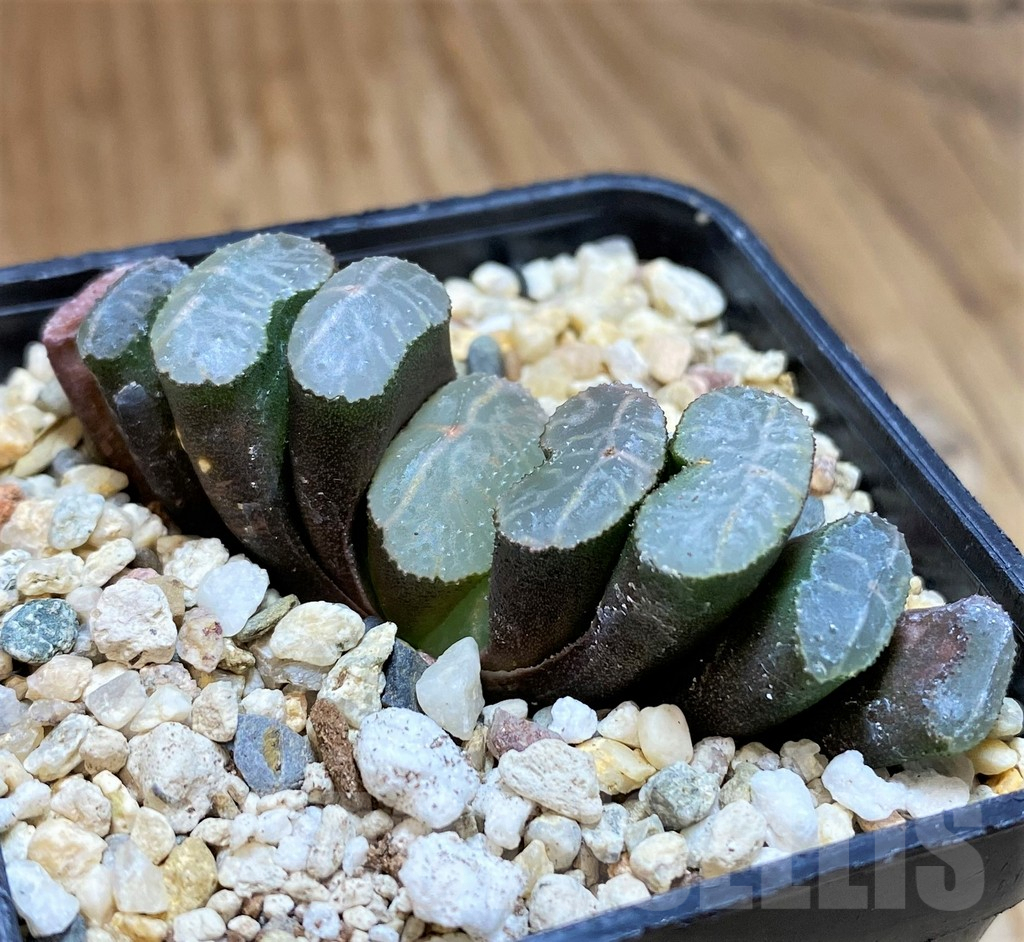 SH10011 Haworthia truncata -Japan-, seedling - Image 2