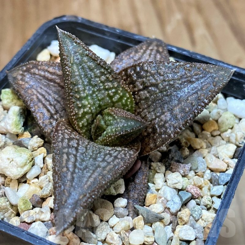 SH10012 Haworthia ‘Kintaikyo’